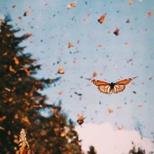 Meet your Posher, Mackenzie